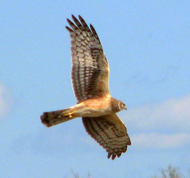 Northern Harrier juv Trent Reed 07_16_2011